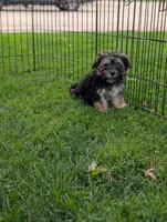 Shirley, a female Morkie for sale in Austin, MN – 3 of 5