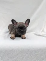 Harriet, a male French Bulldog for sale in Austin, MN – 1 of 3