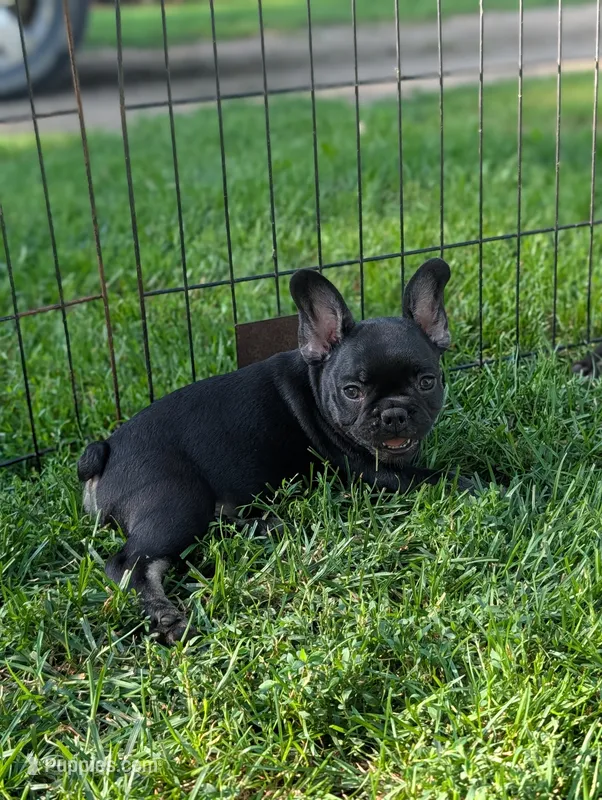 Brewer  – French Bulldog puppy for sale in Austin, MN