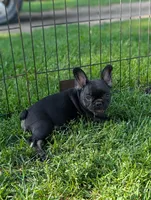 Brewer , a male French Bulldog for sale in Austin, MN – 1 of 3