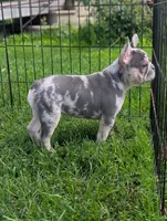 Peter, a male French Bulldog for sale in Austin, MN – 3 of 3