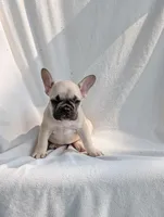 Lucy, a male French Bulldog for sale in Austin, MN – 4 of 4