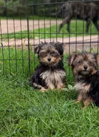Lola, a female Morkie for sale in Austin, MN – 4 of 5