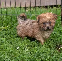 Ralfy , a male Morkie for sale in Austin, MN – 2 of 3