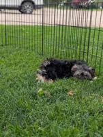 Shirley, a female Morkie for sale in Austin, MN – 5 of 5