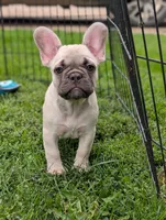 Carl , a male French Bulldog for sale in Austin, MN – 3 of 3