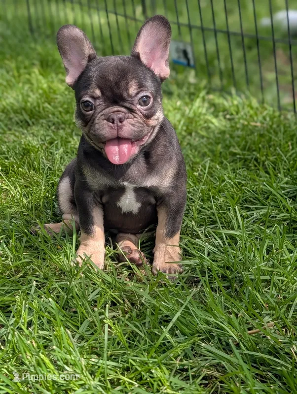 Betty  – French Bulldog puppy for sale in Austin, MN