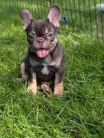 Betty , a female French Bulldog for sale in Austin, MN – 1 of 3