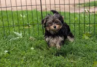 Lola, a female Morkie for sale in Austin, MN – 3 of 5
