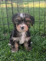 Gigget , a female Yorkshire Terrier for sale in Austin, MN – 3 of 3