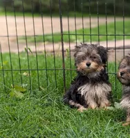 Lola, a female Morkie for sale in Austin, MN – 2 of 5