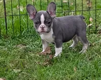 Maddie , a female French Bulldog for sale in Austin, MN – 3 of 3