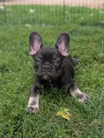 Wyatt, a male French Bulldog for sale in Austin, MN – 2 of 2