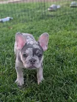 Peter , a male French Bulldog for sale in Austin, MN – 3 of 4