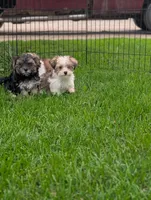 Izzy , a female Morkie for sale in Austin, MN – 2 of 3