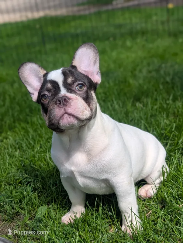 Stevie  – French Bulldog puppy for sale in Austin, MN