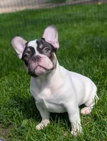 Stevie , a male French Bulldog for sale in Austin, MN – 1 of 4