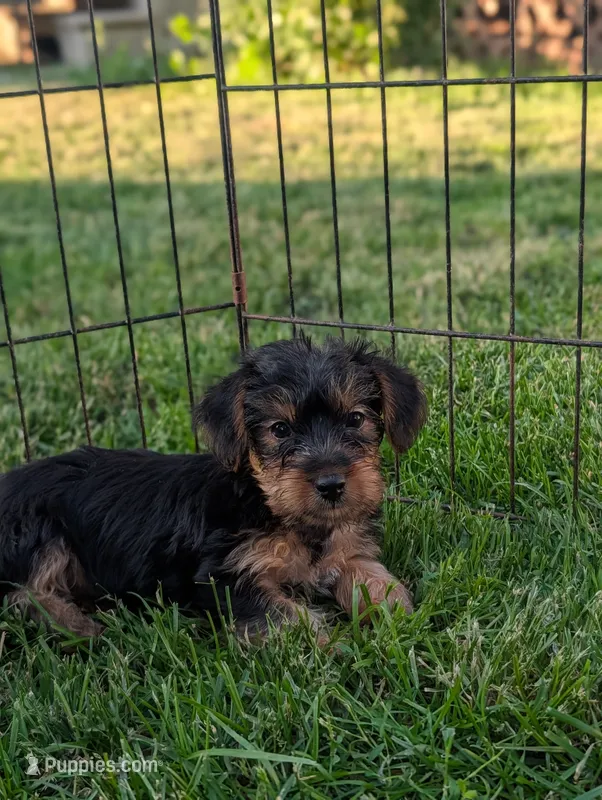 Ginny  – Yorkshire Terrier puppy for sale in Austin, MN