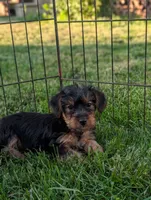 Ginny , a female Yorkshire Terrier for sale in Austin, MN – 1 of 3