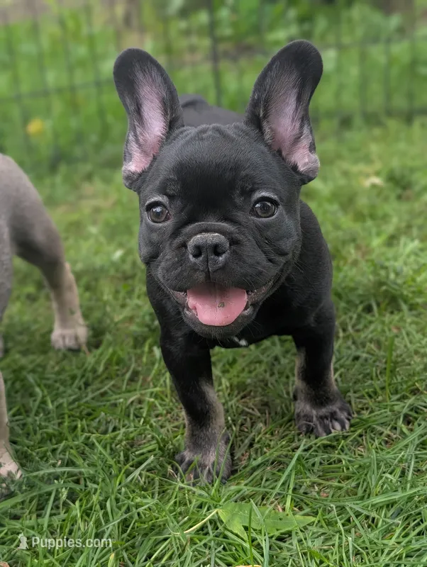Brewer  – French Bulldog puppy for sale in Austin, MN