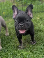 Brewer , a male French Bulldog for sale in Austin, MN – 1 of 3