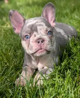 Benny , a male French Bulldog for sale in Austin, MN – 2 of 3