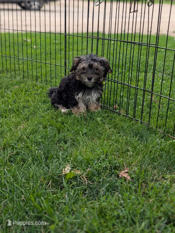 Shirley – Morkie puppy for sale in Austin, MN