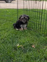 Shirley, a female Morkie for sale in Austin, MN – 1 of 5