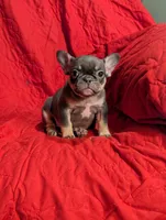 Miranda , a female French Bulldog for sale in Austin, MN – Photo 3 of 3