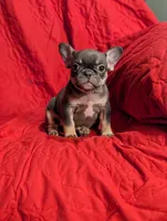 Miranda , a female French Bulldog for sale in Austin, MN – Photo 2 of 3