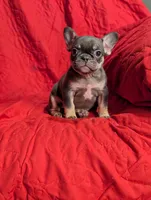 Miranda , a female French Bulldog for sale in Austin, MN – Photo 1 of 3