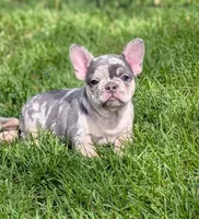 Benny, a male French Bulldog for sale in Austin, MN – 2 of 2