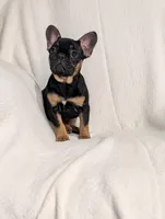 Silly , a female French Bulldog for sale in Austin, MN – Photo 3 of 3