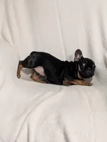 Silly , a female French Bulldog for sale in Austin, MN – Photo 2 of 3