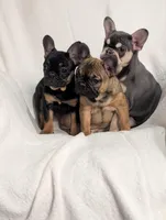 Silly , a female French Bulldog for sale in Austin, MN – Photo 1 of 3