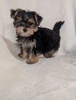 Betty, a female Morkie for sale in Austin, MN – Photo 3 of 5