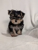 Betty, a female Morkie for sale in Austin, MN – Photo 1 of 5