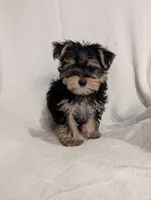 Betty, a female Morkie for sale in Austin, MN – Photo 4 of 5