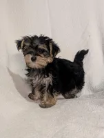 Betty, a female Morkie for sale in Austin, MN – Photo 5 of 5