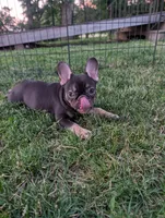 Betty , a female French Bulldog for sale in Austin, MN – 2 of 3