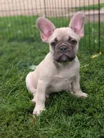 Carl , a male French Bulldog for sale in Austin, MN – 2 of 3