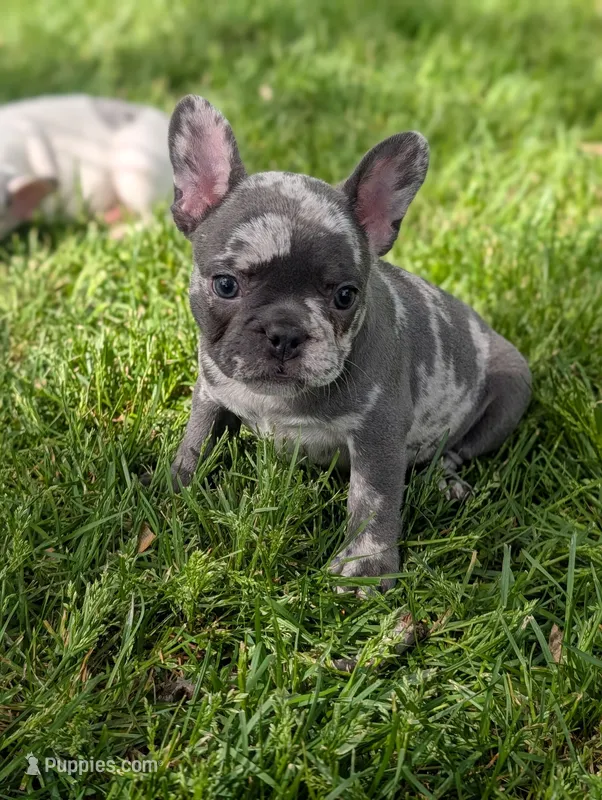 Georgia – French Bulldog puppy for sale in Austin, MN