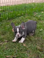 Maddie , a female French Bulldog for sale in Austin, MN – 2 of 3