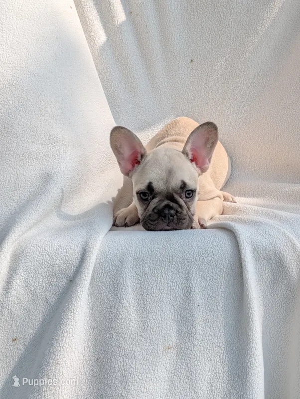 Lucy – French Bulldog puppy for sale in Austin, MN