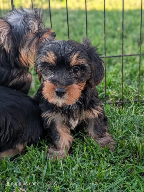 Maggie  – Yorkshire Terrier puppy for sale in Austin, MN