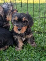 Maggie , a female Yorkshire Terrier for sale in Austin, MN – 1 of 3