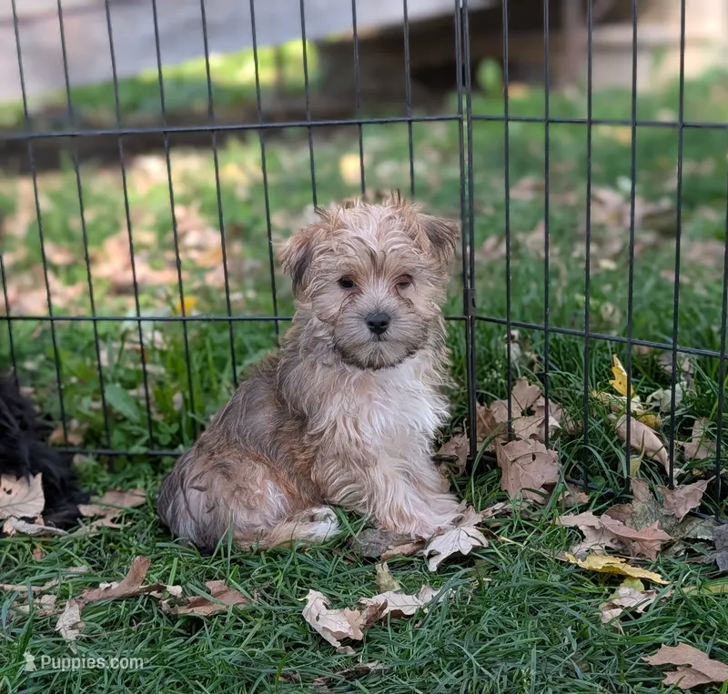 Albert  – Morkie puppy for sale in Austin, MN