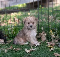 Albert , a male Morkie for sale in Austin, MN – 1 of 2