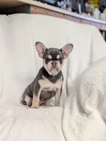 Veronica, a female French Bulldog for sale in Austin, MN – Photo 3 of 3