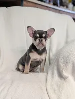 Veronica, a female French Bulldog for sale in Austin, MN – Photo 2 of 3